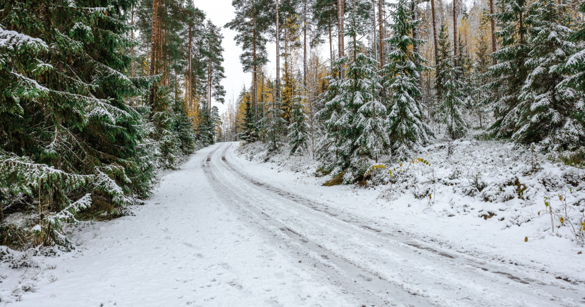 Skogsväg i Asikka (Bild: Shutterstock)